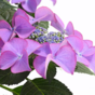 Гортензия крупнолистная Royalty Collection Tiffany Purple