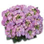 Гортензия крупнолистная Royalty Collection Tiffany Purple