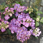 Гортензия крупнолистная Royalty Collection Tiffany Purple
