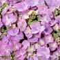Гортензия крупнолистная Royalty Collection Tiffany Purple
