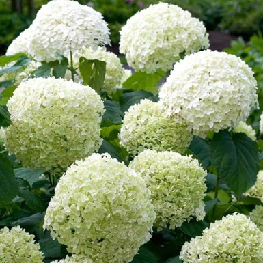 Гортензия древовидная Стронг Аннабель (Strong Annabelle)