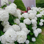 Гортензия древовидная Стронг Аннабель (Strong Annabelle)