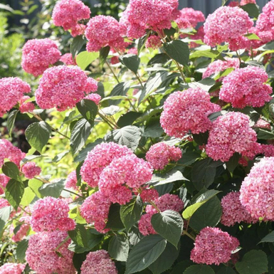 Гортензия древовидная Пинк Аннабель (Pink Annabelle)