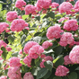 Гортензия древовидная Пинк Аннабель (Pink Annabelle)