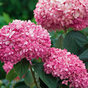 Гортензия древовидная Пинк Аннабель (Pink Annabelle)