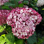 Гортензия древовидная Пинк Аннабель (Pink Annabelle)