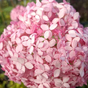 Гортензия древовидная Пинк Аннабель (Pink Annabelle)