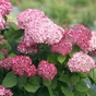 Гортензия древовидная Пинк Аннабель (Pink Annabelle)