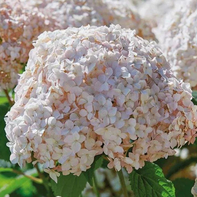 Гортензия древовидная Кандибелле Маршмеллоу (Candybelle Marshmallow)