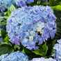 Гортензия крупнолистная Music Collection Blue Ballad