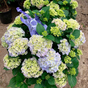Гортензия крупнолистная Music Collection Blue Ballad