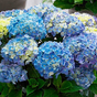 Гортензия крупнолистная Music Collection Blue Ballad