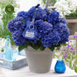 Гортензия крупнолистная Music Collection Blue Boogiewoogie
