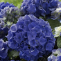 Гортензия крупнолистная Music Collection Blue Boogiewoogie