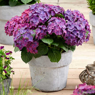 Гортензия крупнолистная Music Collection Deep Purple Dance