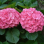 Гортензия крупнолистная Music Collection Pink Punk