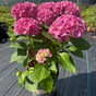 Гортензия крупнолистная Music Collection Pink Punk