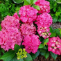 Гортензия крупнолистная Music Collection Pink Punk