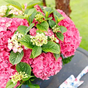 Гортензия крупнолистная Music Collection Pink Punk