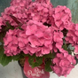 Гортензия крупнолистная Music Collection Pink Punk