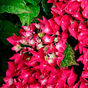 Гортензия крупнолистная Music Collection Red Reggae