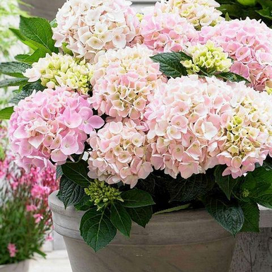 Гортензия крупнолистная Music Collection Soft Pink Salsa