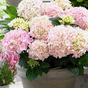 Гортензия крупнолистная Music Collection Soft Pink Salsa
