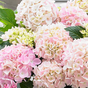 Гортензия крупнолистная Music Collection Soft Pink Salsa