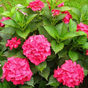 Гортензия крупнолистная Forever & Ever red