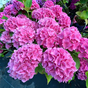 Гортензия крупнолистная Forever & Ever pink