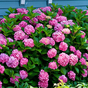 Гортензия крупнолистная Forever & Ever pink