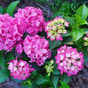 Гортензия крупнолистная Forever & Ever pink