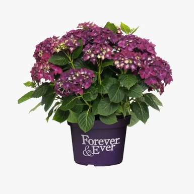 Гортензия крупнолистная Forever & Ever purple