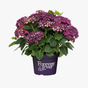 Гортензия крупнолистная Forever & Ever purple
