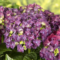 Гортензия крупнолистная Forever & Ever purple
