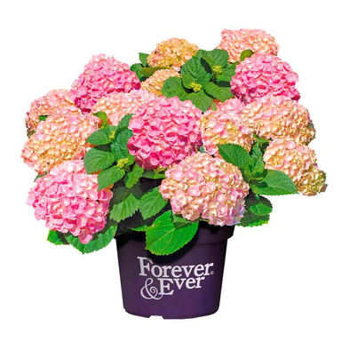 Гортензия крупнолистная Forever & Ever Hortbux pink