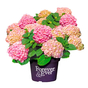 Гортензия крупнолистная Forever & Ever Hortbux pink