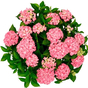 Гортензия крупнолистная Forever & Ever Hortbux pink
