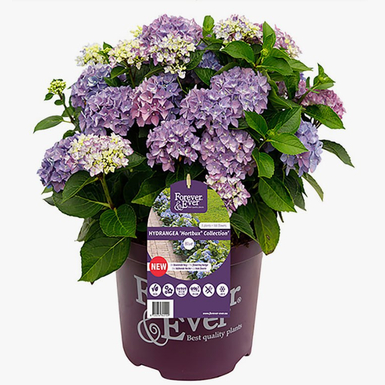 Гортензия крупнолистная Forever & Ever Hortbux blue