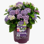 Гортензия крупнолистная Forever & Ever Hortbux blue