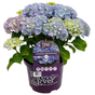 Гортензия крупнолистная Forever & Ever blue