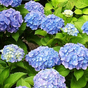 Гортензия крупнолистная Forever & Ever blue
