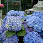 Гортензия крупнолистная Forever & Ever blue