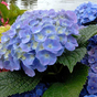 Гортензия крупнолистная Forever & Ever blue
