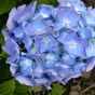 Гортензия крупнолистная Forever & Ever blue