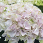 Гортензия крупнолистная Rembrandt Elegant Rosa