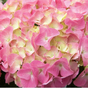 Гортензия крупнолистная Rembrandt Dolce Chic