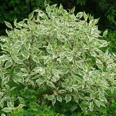 Дерен белый Элегантиссима