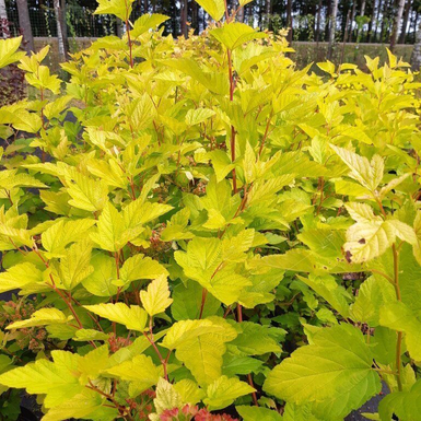 Пузыреплодник калинолистный Лютеус