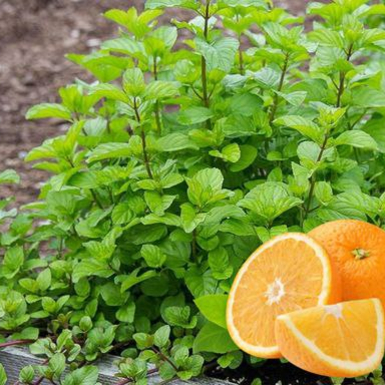 Мята апельсиновая Granada (Orangenminze)